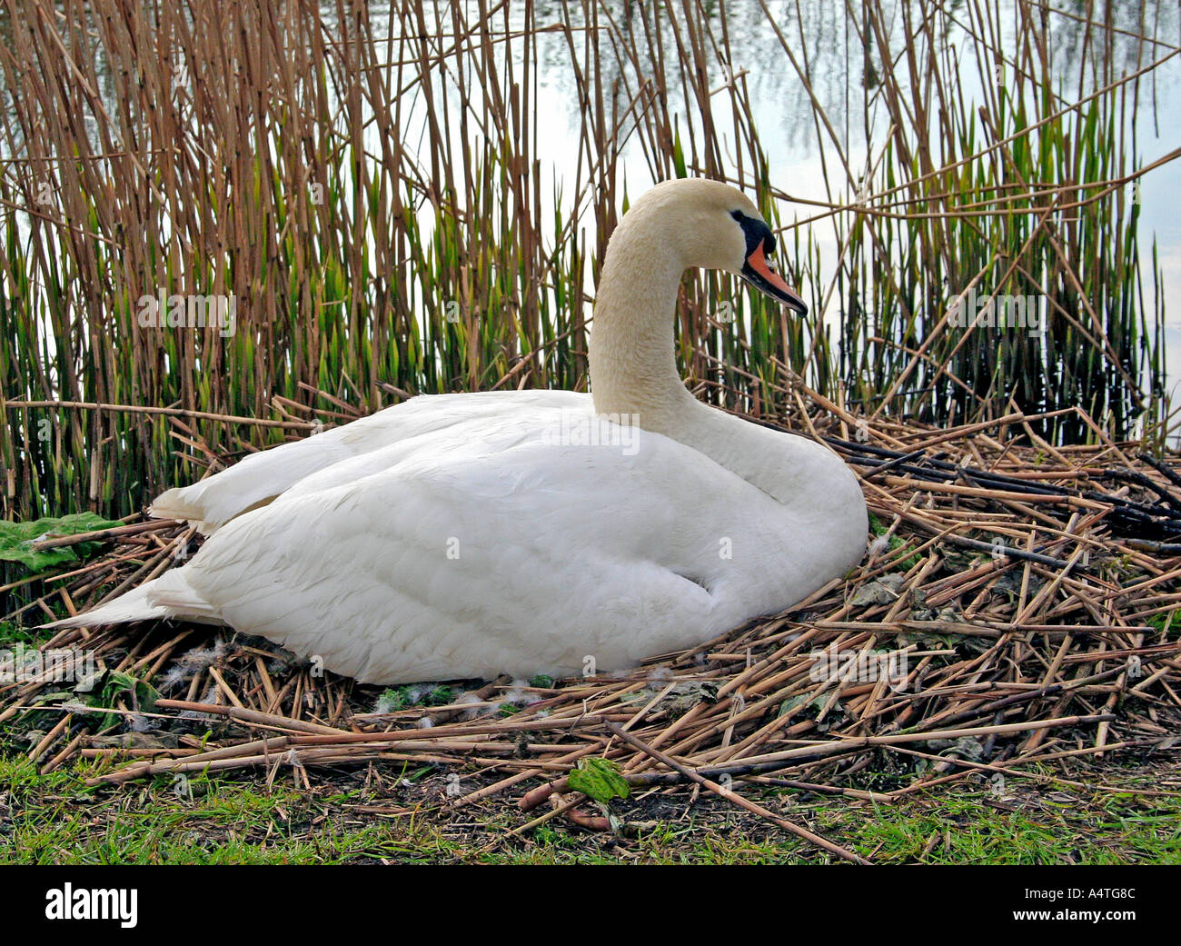 Schwan auf nest Stockfoto