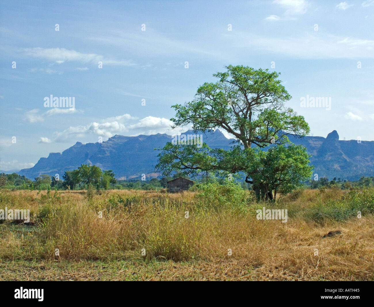 Landschaft mit Baum Land Erde Himmel Berg unterwegs zum Malshej Ghat in der Nähe von Mumbai Bombay Maharashtra Indien Asien Stockfoto