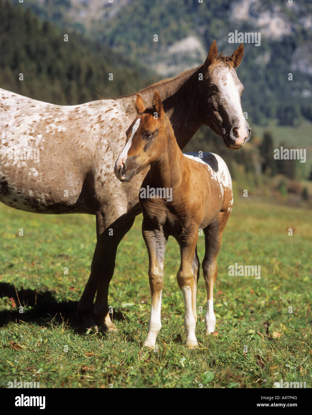 Appaloosa - Stute mit Fohlen Stockfoto