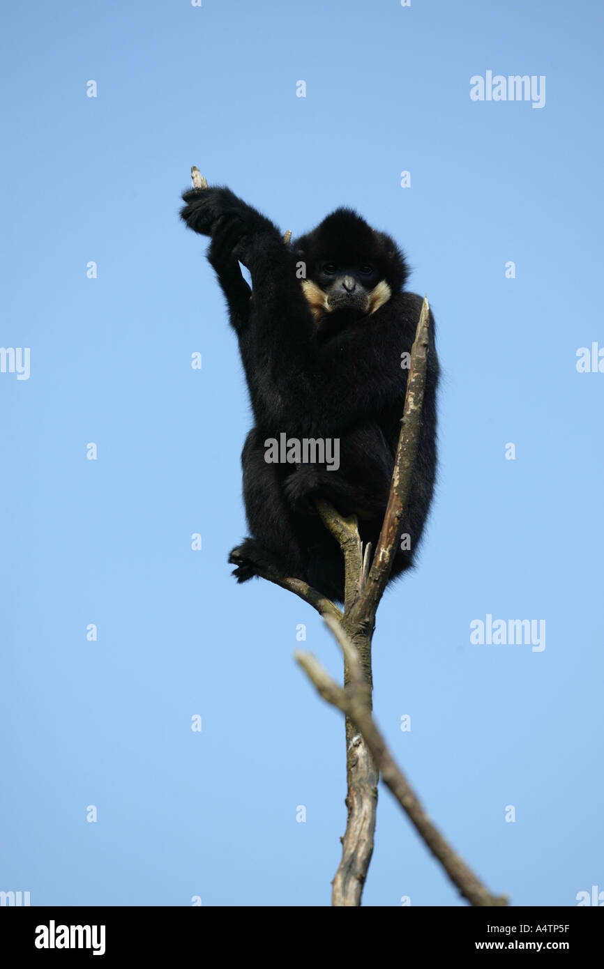 Gibbon, auf einem Baum Hylobates gabriellae Stockfoto