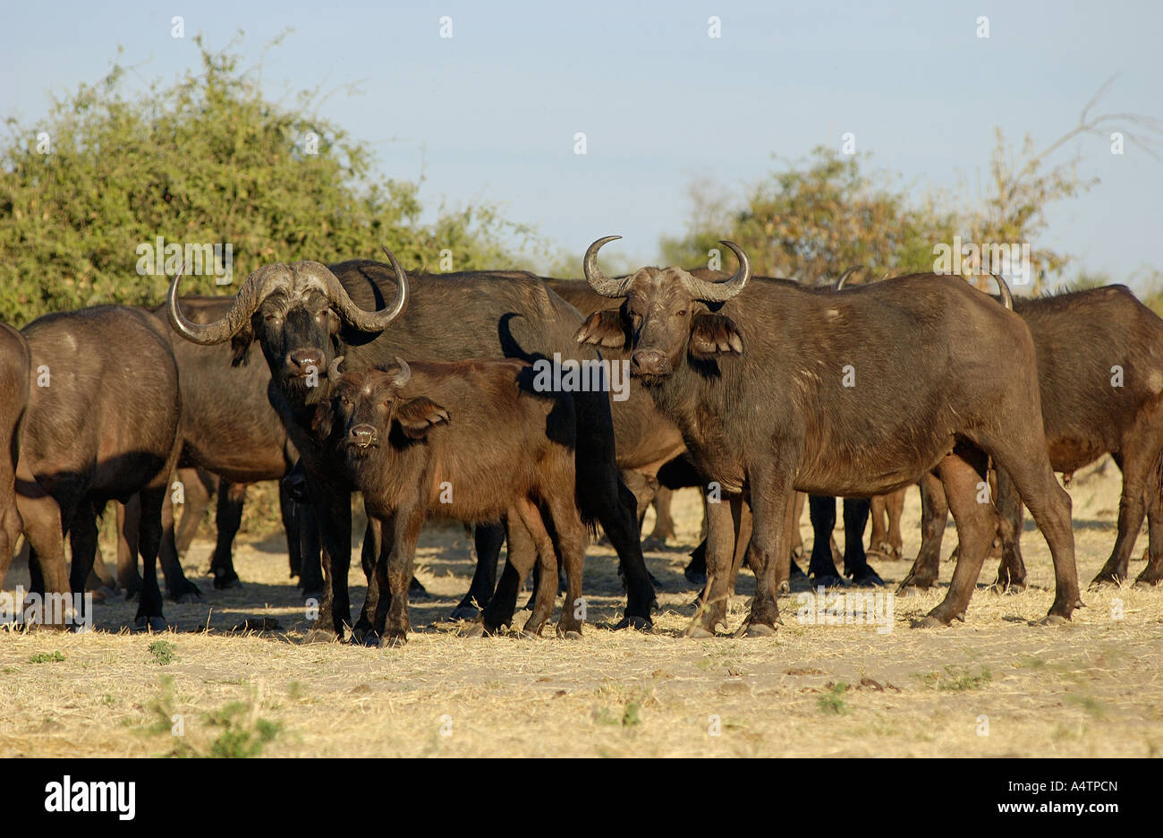 Afrikanische Büffel - Herde / Syncerus Caffer Stockfoto