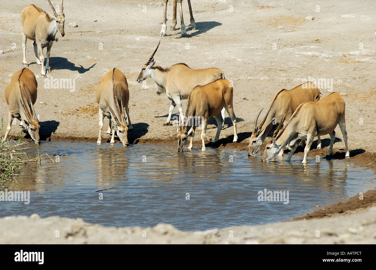 gemeinsamen Elands - trinken / Tauro Oryx Stockfoto