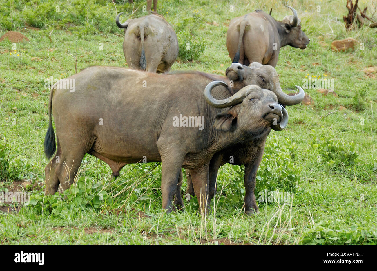 zwei afrikanische Büffel / Syncerus Caffer Stockfoto
