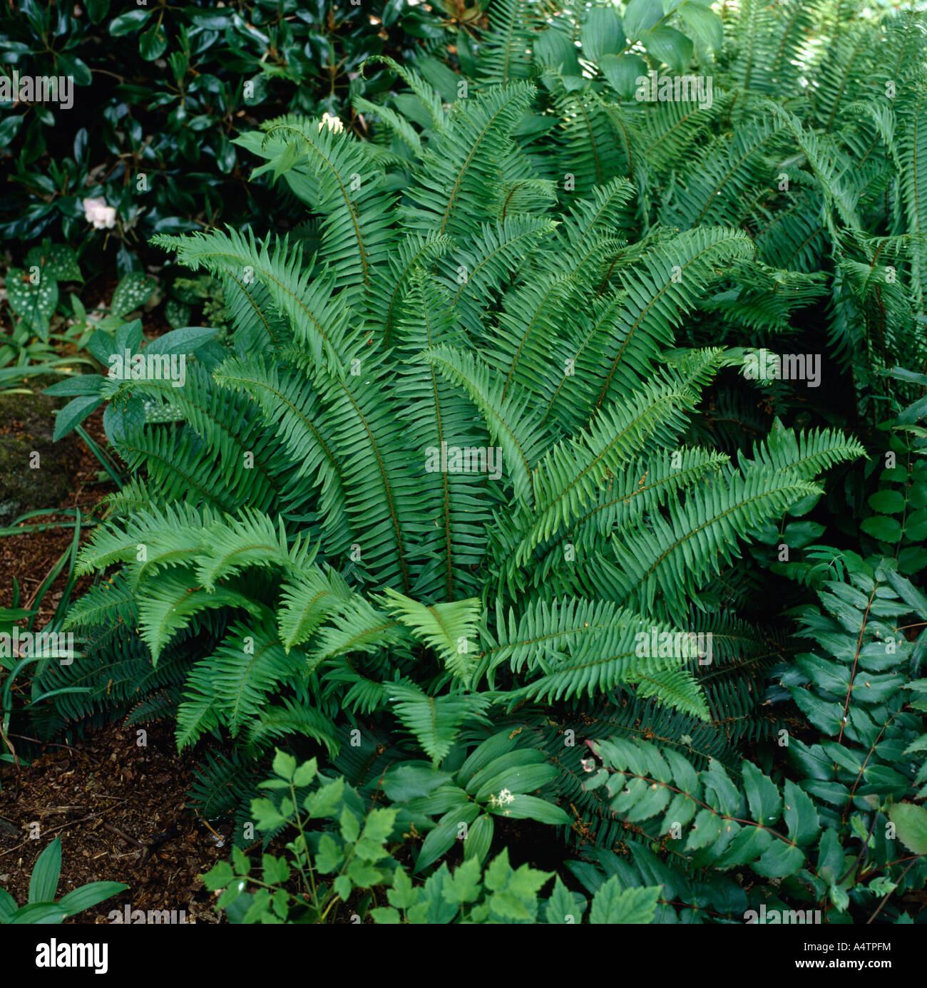 Nahaufnahme der Polystichum Aculeatum Stockfotografie Alamy
