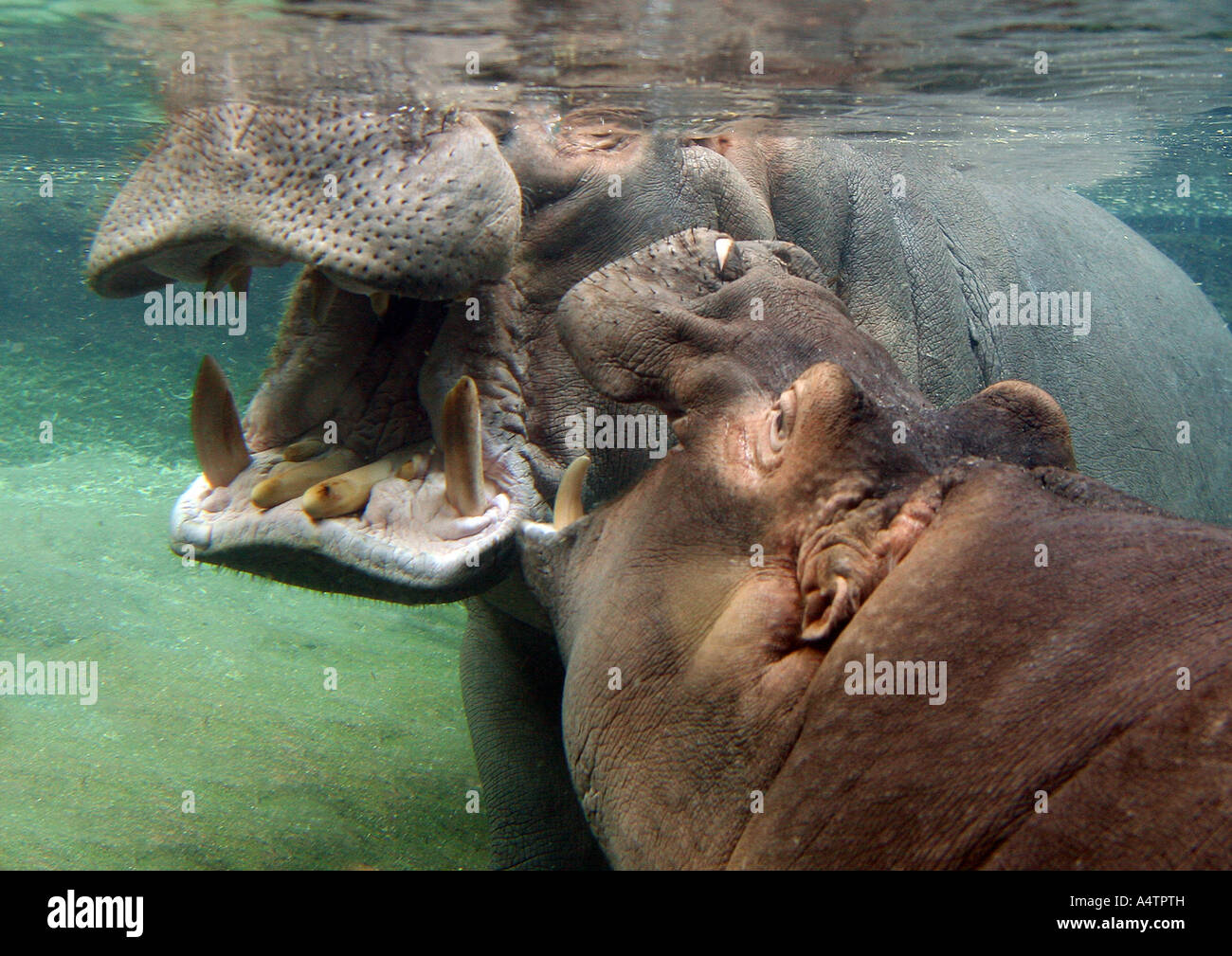 zwei Nilpferde - im Wasser / Hippopotamus Amphibius Stockfoto