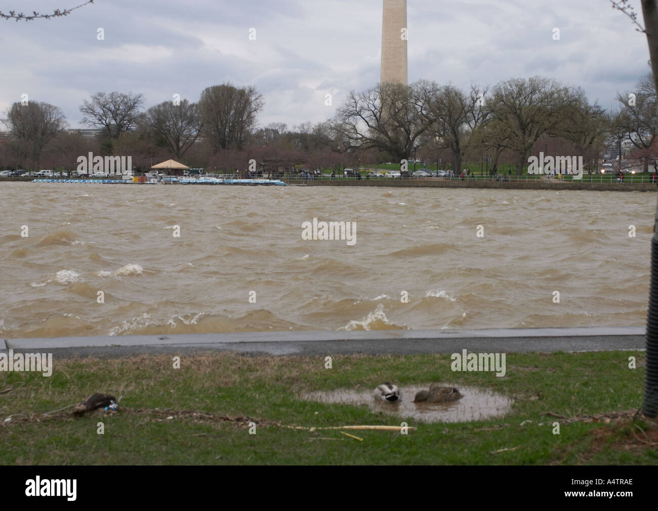 Raue Wetter entlang der Tidal Basin in der Nähe des Washington Monument und dem Jefferson Memorial Stockfoto