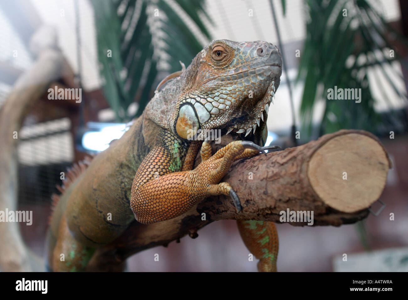 Gecko in Queens Park Gewächshaus und Garten Glasgow Schottland UK Stockfoto