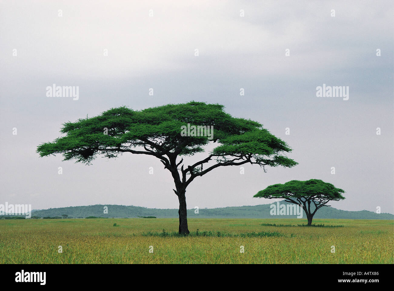 Zwei Schirm Akazien in der Nähe von Seronera in Serengeti Nationalpark Tansania Ostafrika Stockfoto