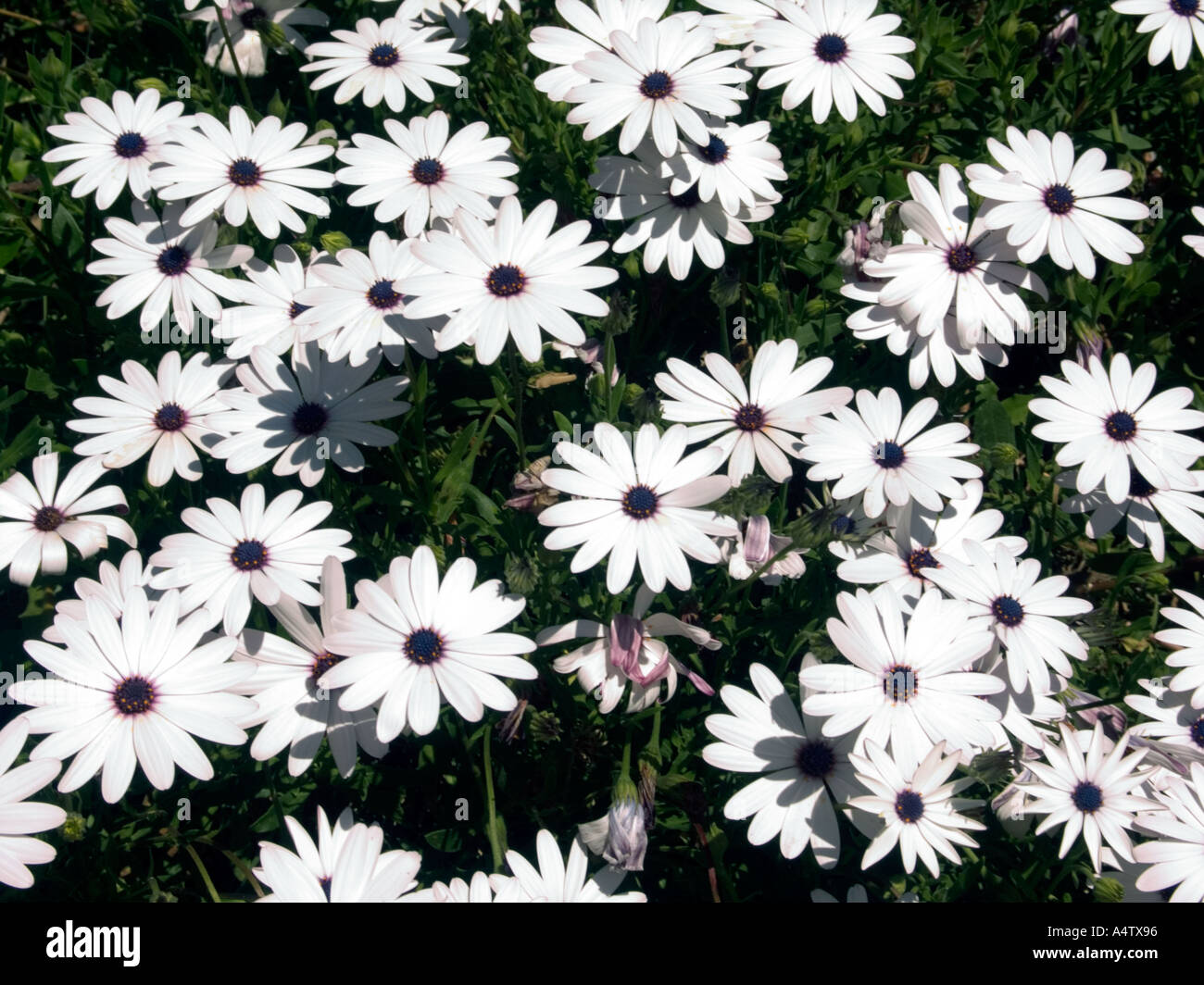 Herbers, Osteospermum Hort, Blume, weiß, Blütenblatt, Blütenblätter, Aster, Asteraceae, Frühling, Botanik, botanische, Garten, Gartenarbeit, Stockfoto