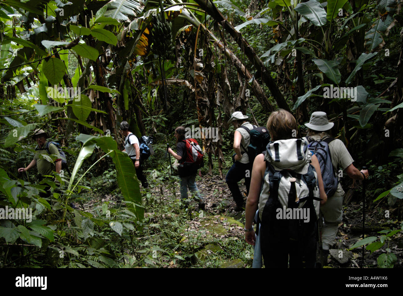 Trekking entlang der Trilha Do Ouro oder Goldenen Steig in der Serra da Bocaina Nationalpark-Brasilien Stockfoto