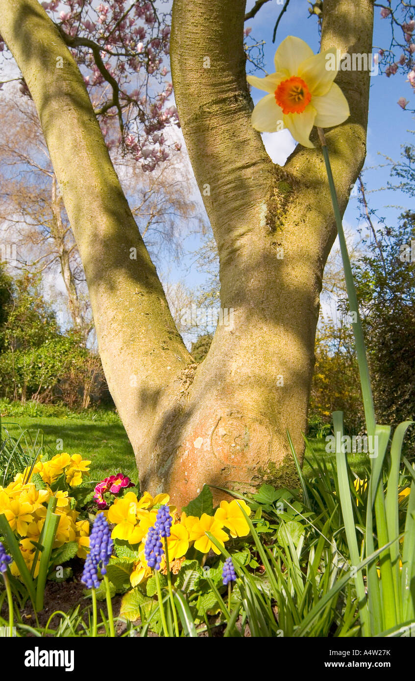 Der Frühling blüht an einem sonnigen Märztag an der Basis des blühenden Magnolienbaums im englischen Garten, Berkshire, UK Stockfoto