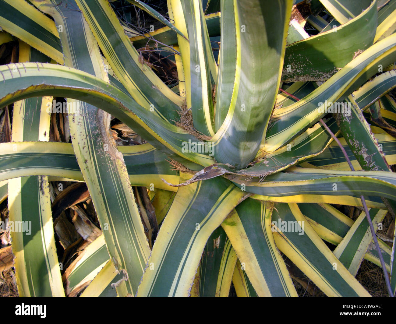 Agave Pflanze Dschungel gestreift grn-gelben COTE D AZUR Mittelmeer  Frankreich Sdkste bei LA CROIX VALMER in der Nhe von Saint-TROPEZ  Stockfotografie - Alamy