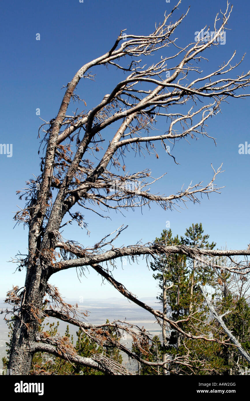 Verwitterter Baum auf Berggipfel Stockfoto