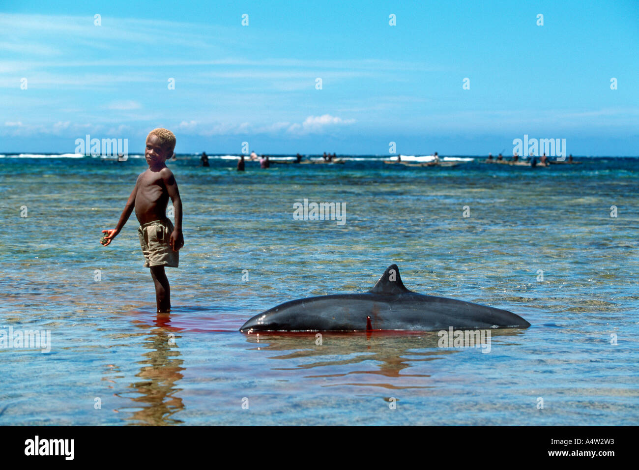 Ein kleiner Junge aus Kontu Dorf spielt auf das Riff Untiefen neben einem spießte Delphin Stockfoto