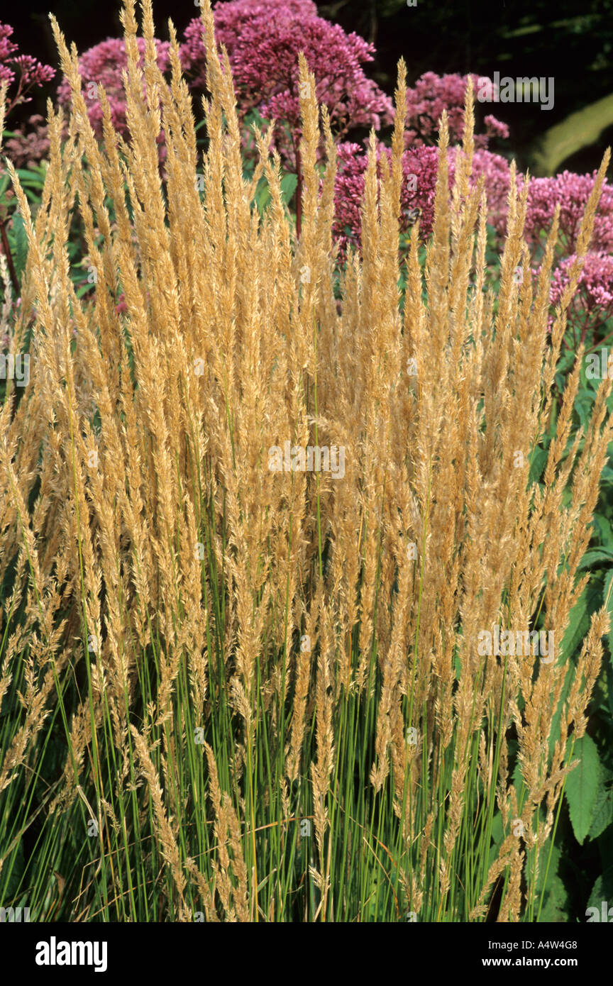 Calamagrostis X acutiflora 'Karl Foerster', Gräser Rasen Herbst herbstliche Stockfoto