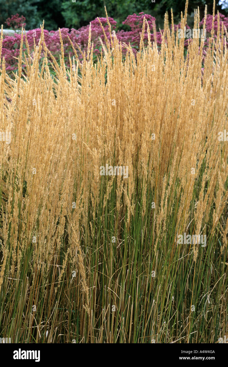 Calamagrostis x Acutiflora 'Karl Foerster', Rasen, Gräser, Herbst herbstliche Stockfoto