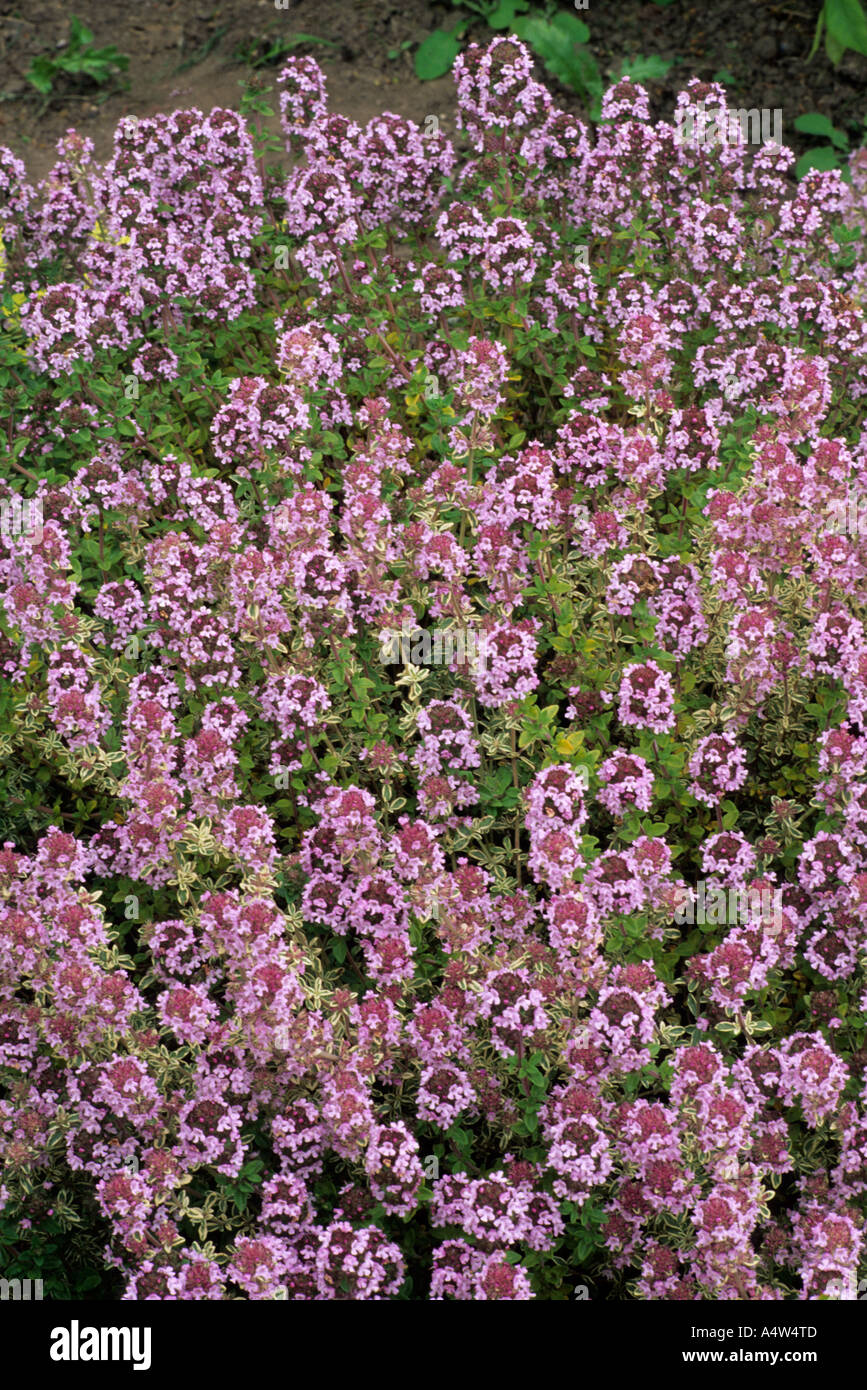 Thymus Vulgaris 'Silver Posie', Thymian, Kräuter, aromatische Gartenpflanze Blattern Stockfoto
