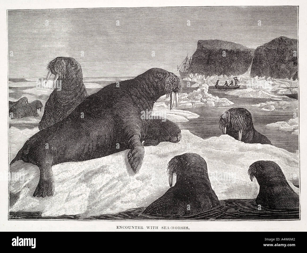 Walrus Tusk Säugetier marine maritime Eis Berg Flipper Fluss Kolonie Herde Arktis entdecken Boot Zeile Seemann Schiff Segel Meerwasser Aalen Stockfoto
