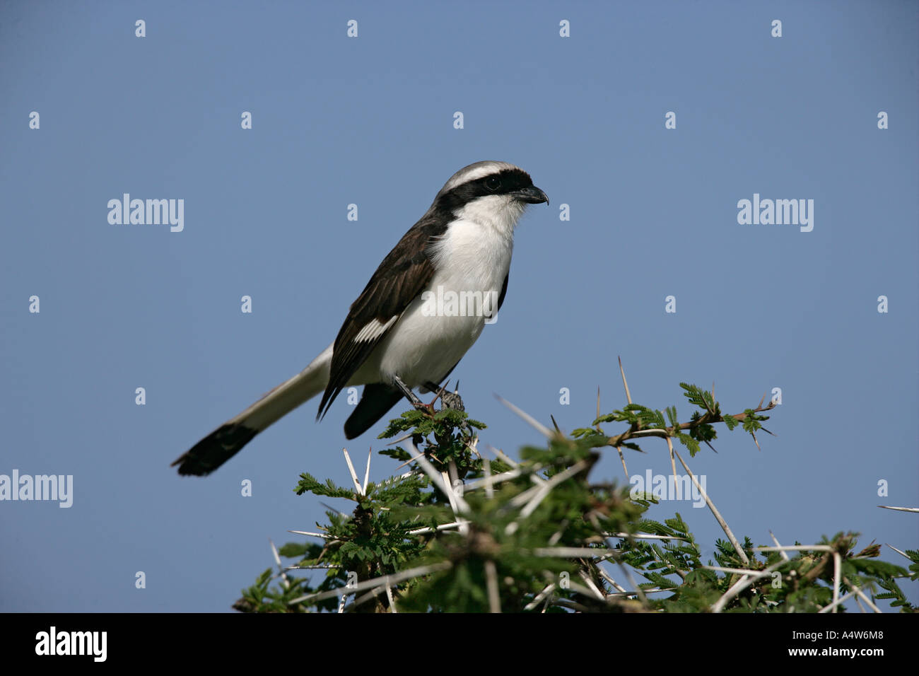 WEIß gekrönt SHRIKE Eurocephalus Ruppelli Tansania Stockfoto