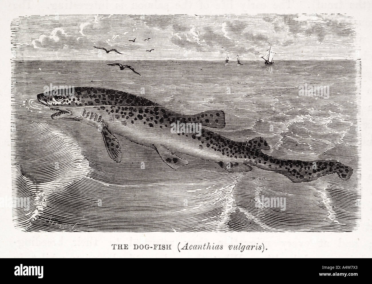 Hund Fische Tiere essbar fangen Nahrung Untiefe Wasser Meerwasser Meerwasser schwimmen Tiernatur natürlichen aquatischen Geschichte Marine maritime Stockfoto