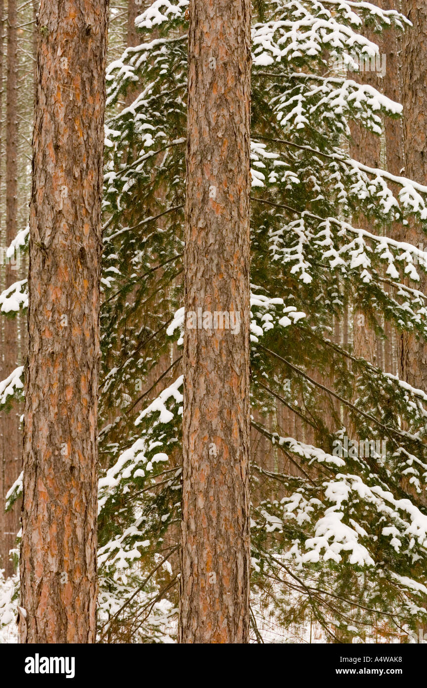Rote Kiefer Plantage außerhalb Babbit MN Stockfoto