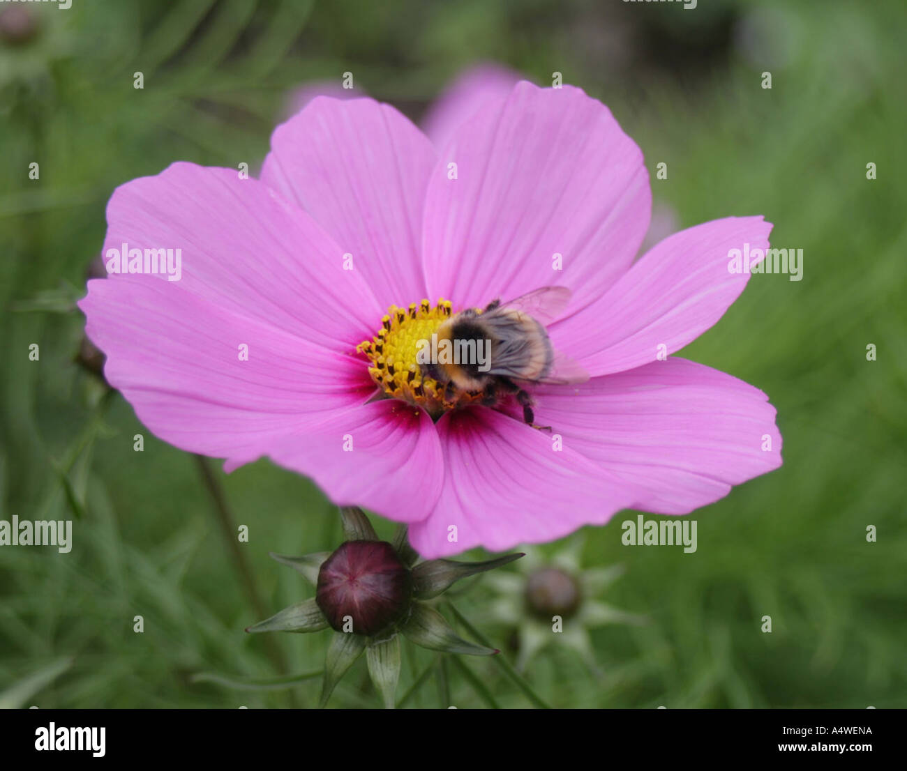 Biene auf Kosmos, Gärten des Glin Castle, County Limerick Stockfoto