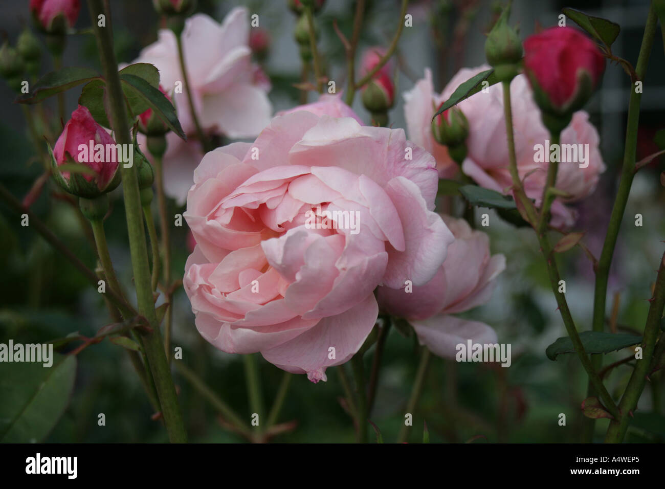 Die Alnwick Rose aus der englischen Rose Collection von UK Züchter David Austin Stockfoto