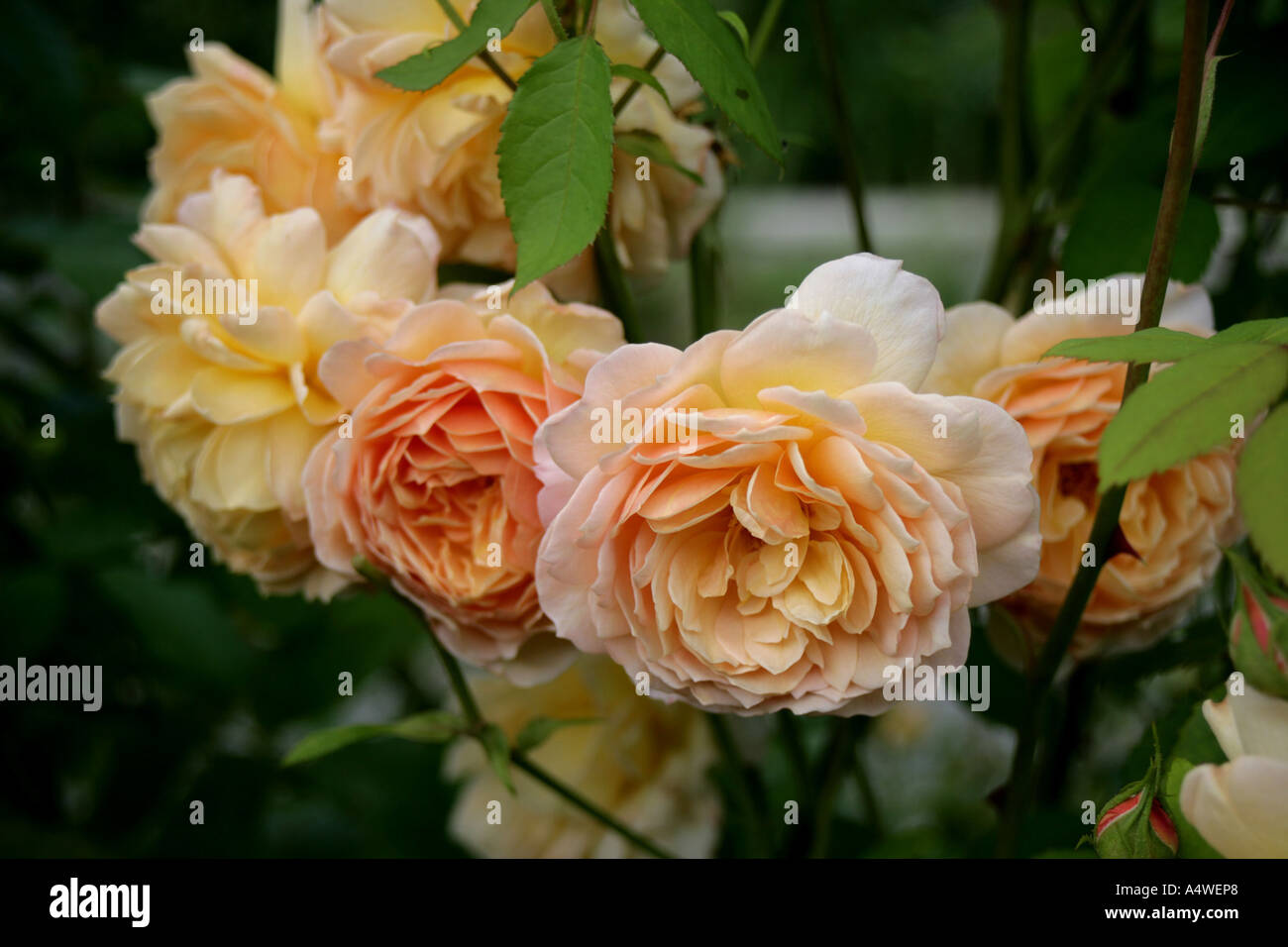 Rosa-Feier einer englischen Rose-Kollektion von UK Züchter David Austin Stockfoto