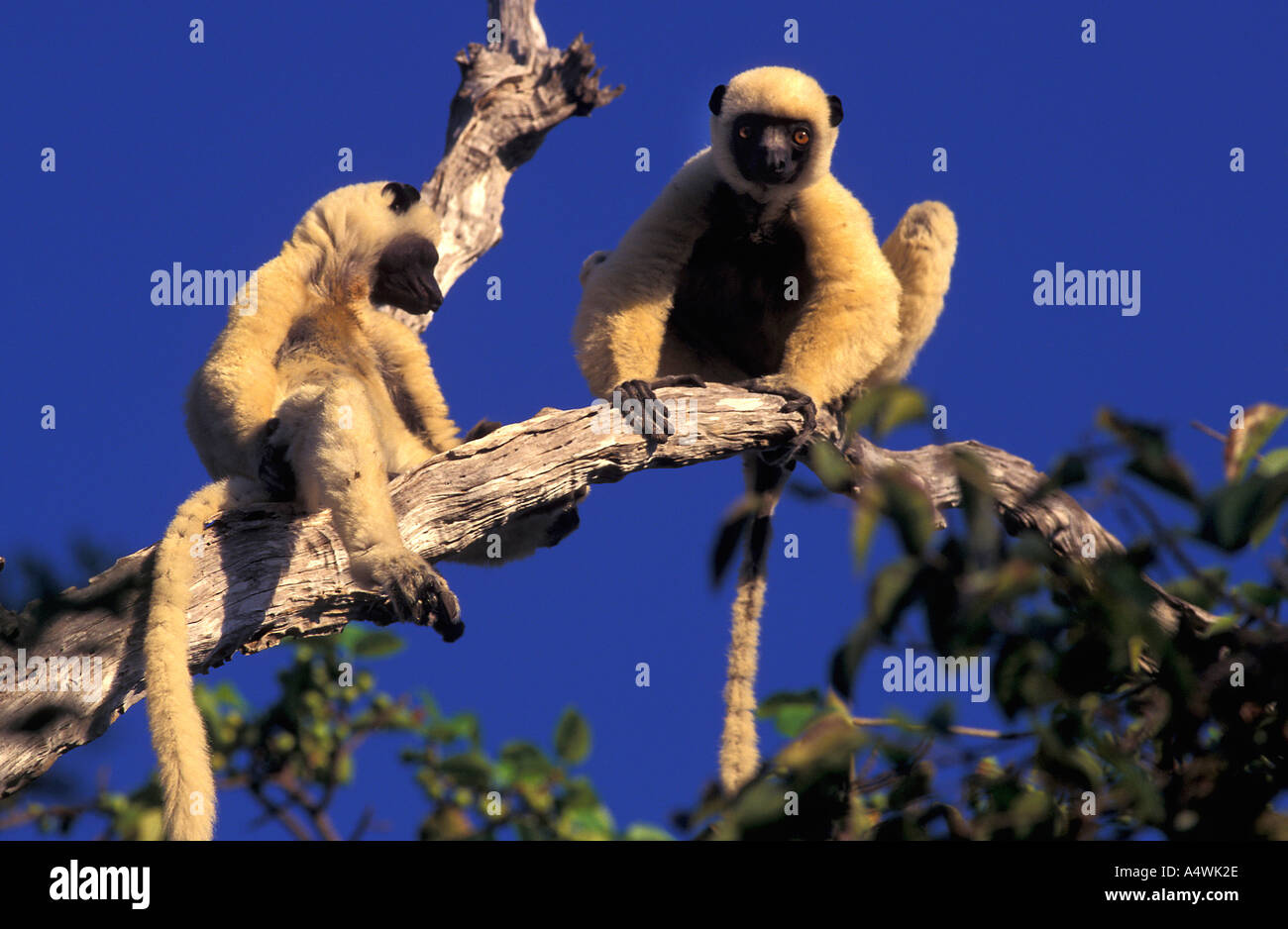 Lemur Verreaux Sifaka Deckeni Madagaskar Stockfoto