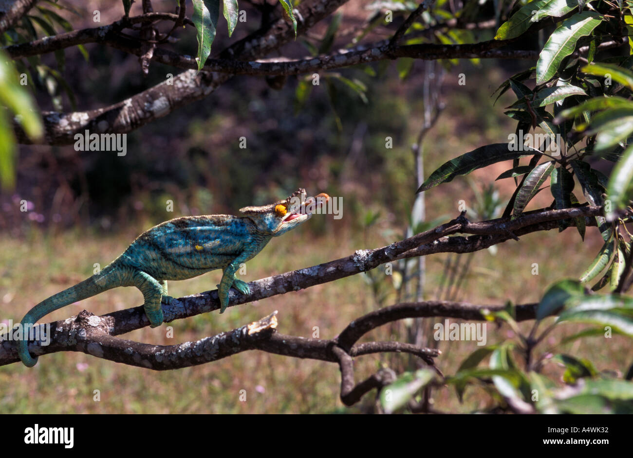 Parsons Chamäleon Calumma Parsonii, Jagd in Madagaskar Stockfoto