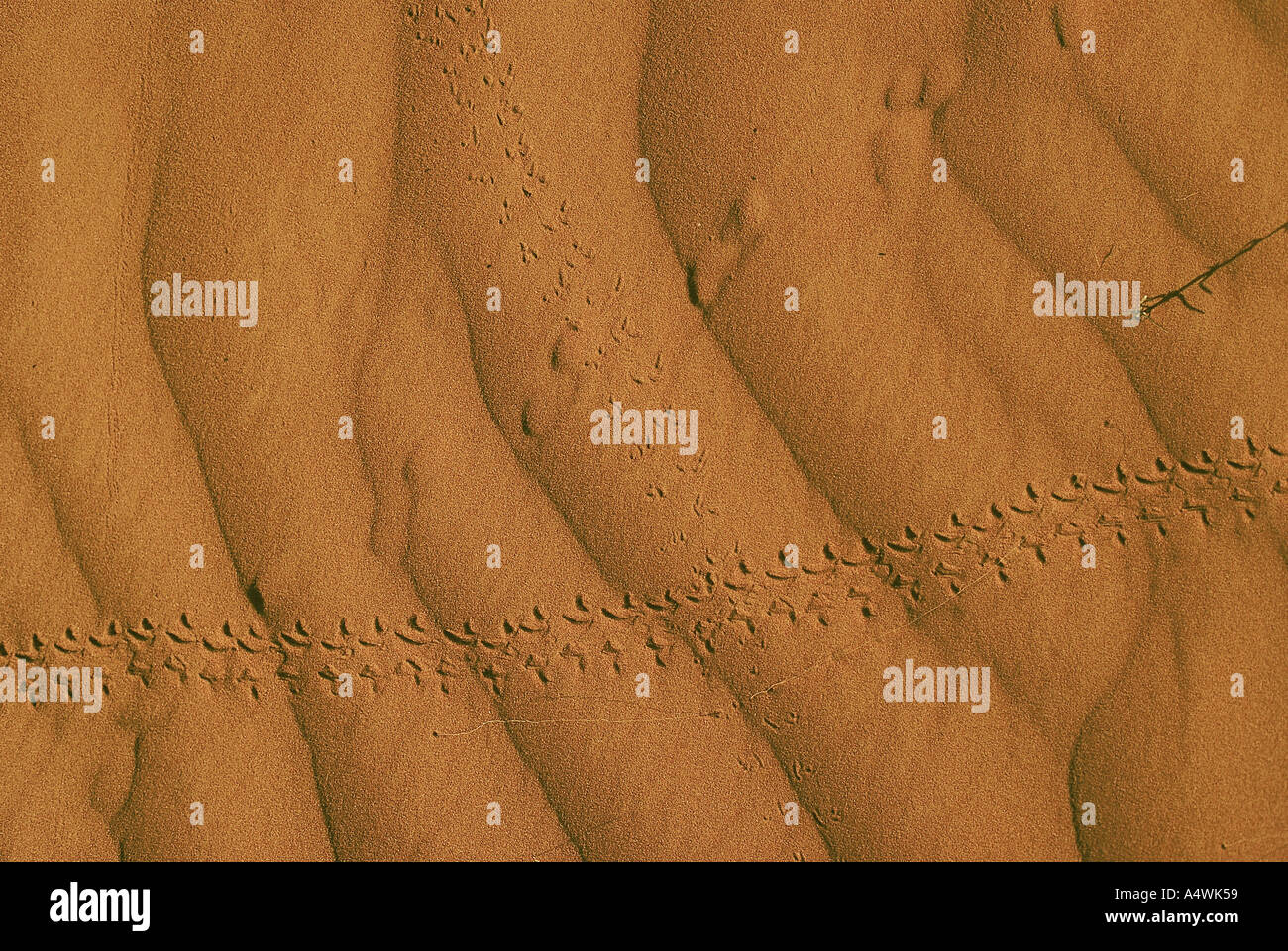 Strzelecki Wüsten Tier Fußdruck auf Sand Australien Stockfoto