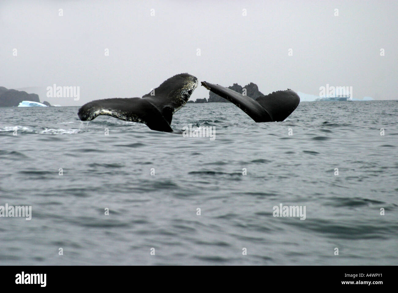 Zwei Buckelwale zeigen ihren Schwänzen /fluke im Atlantischen Ozean, Antarktis. Stockfoto