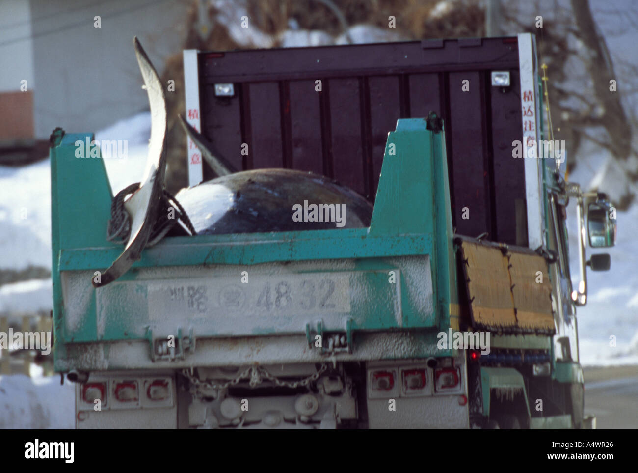 Toten Orca in Lastwagen transportiert werden. Medienberichten zufolge stecken es in Meereis in einem kleinen Hafen. Hokkaido, Japan. Stockfoto