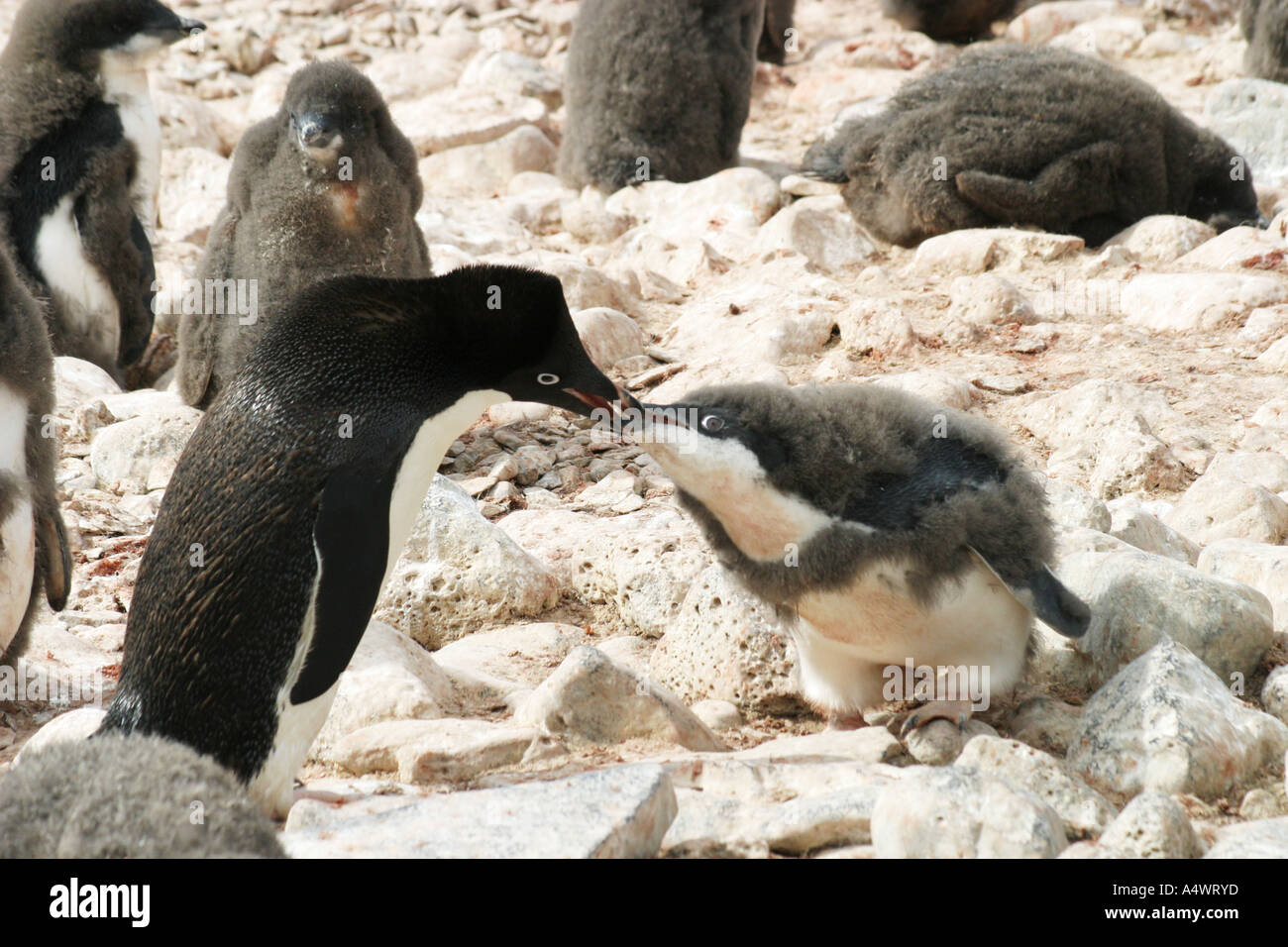 Adele Penguin Kolonie auf Paulet Island, Antarktis, Stockfoto