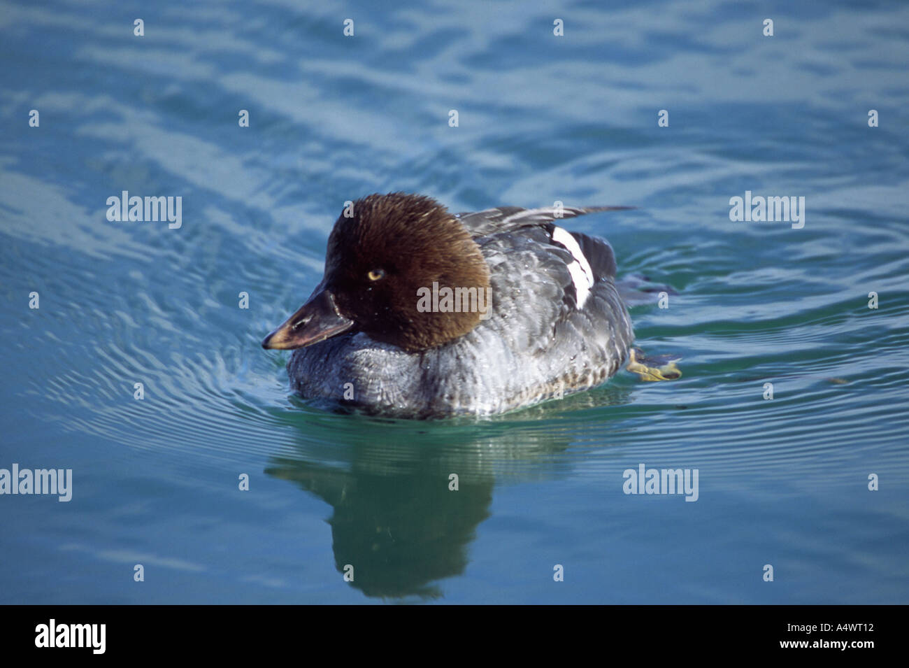 Schellenten. Japan. Stockfoto