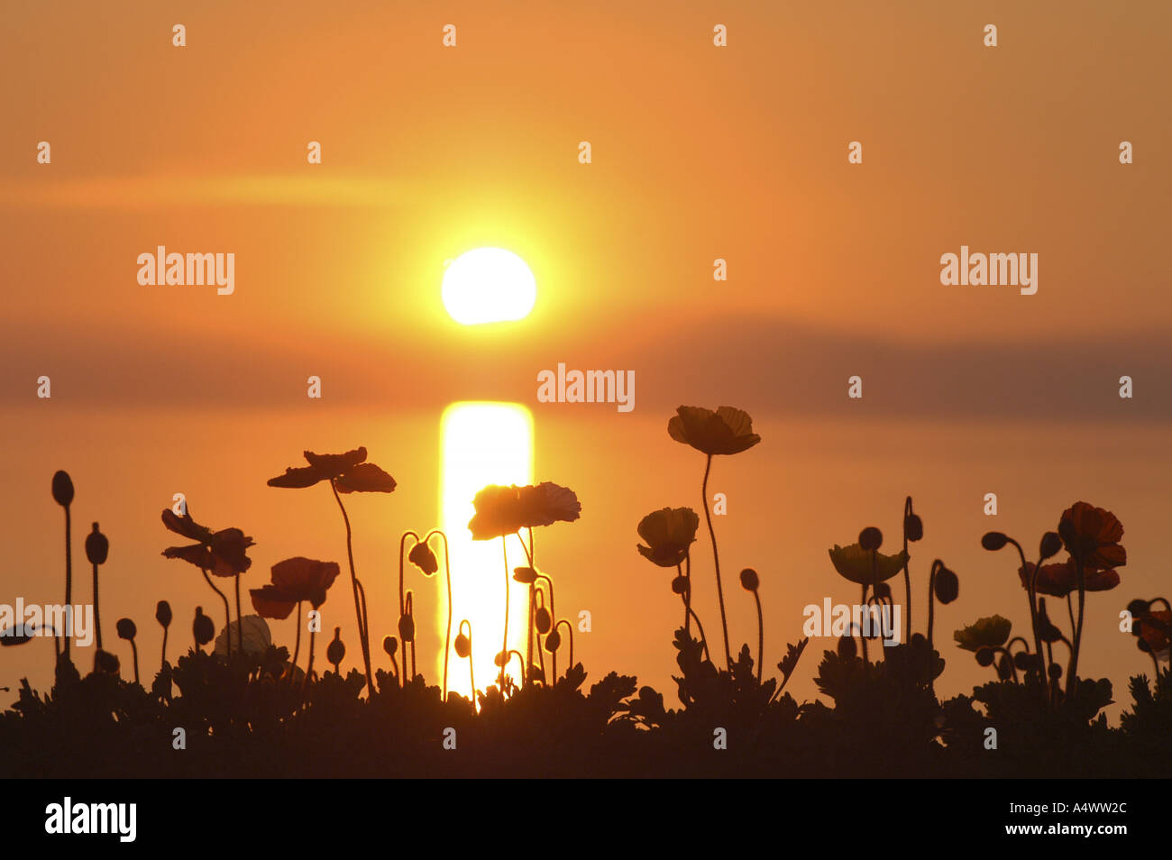 Sonnenuntergang über dem Genfersee mit Mohn Blumen am Seeufer bei Montreux Schweiz Stockfoto