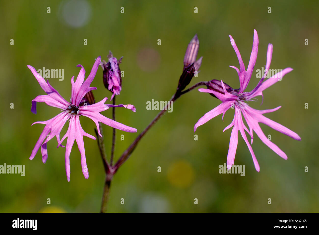 Nahaufnahme von Ragged Robin Blumen Sümpfe Highlands Schottland im Juni Stockfoto