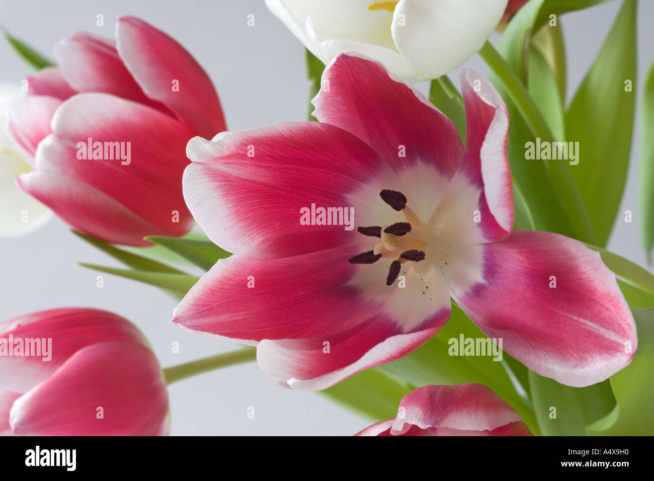 Detail der roten & weiße Tulpe Stockfoto