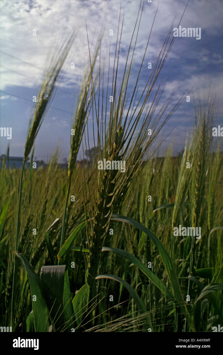 Weizen-Felder Stockfoto