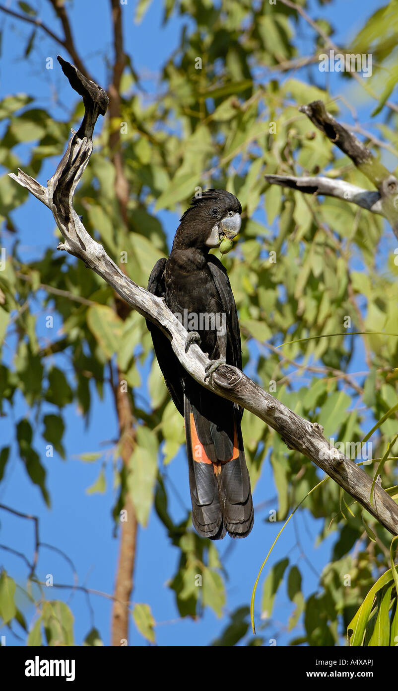 Calyptorhynchus Banksii, Kakadu NP, Gebiet, Nordaustralien Stockfoto