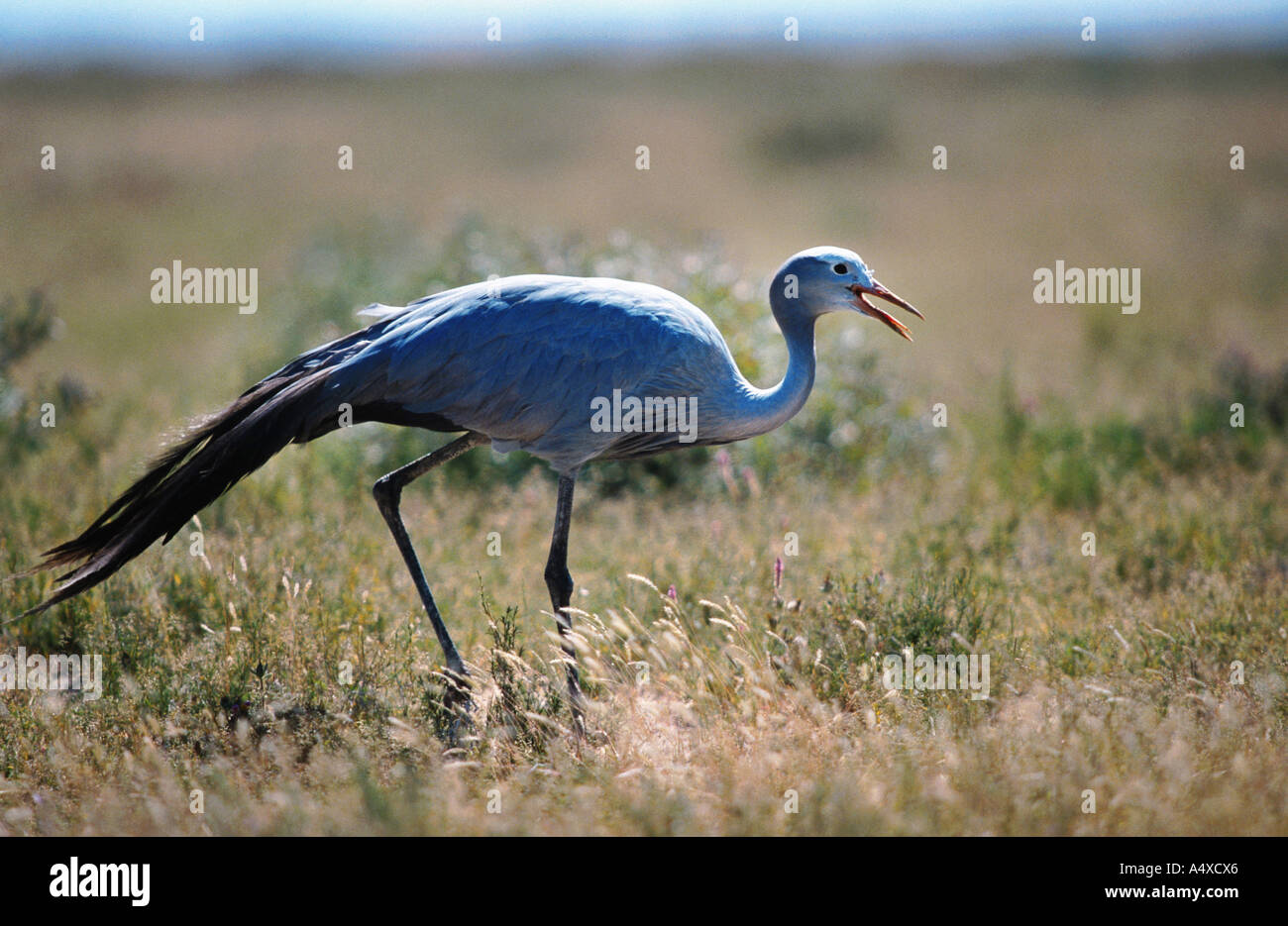 Stanley Kranich (Anthropoides Paradisea) zu Essen suchen, Namibia, Etosha NP Stockfoto