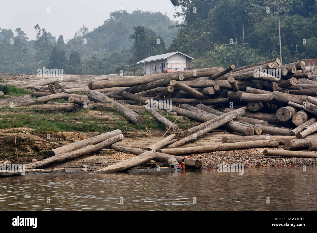 Gefällte Bäume am Fluss Sungai Mahakam, Ost-Kalimantan, Borneo, Indonesien Stockfoto