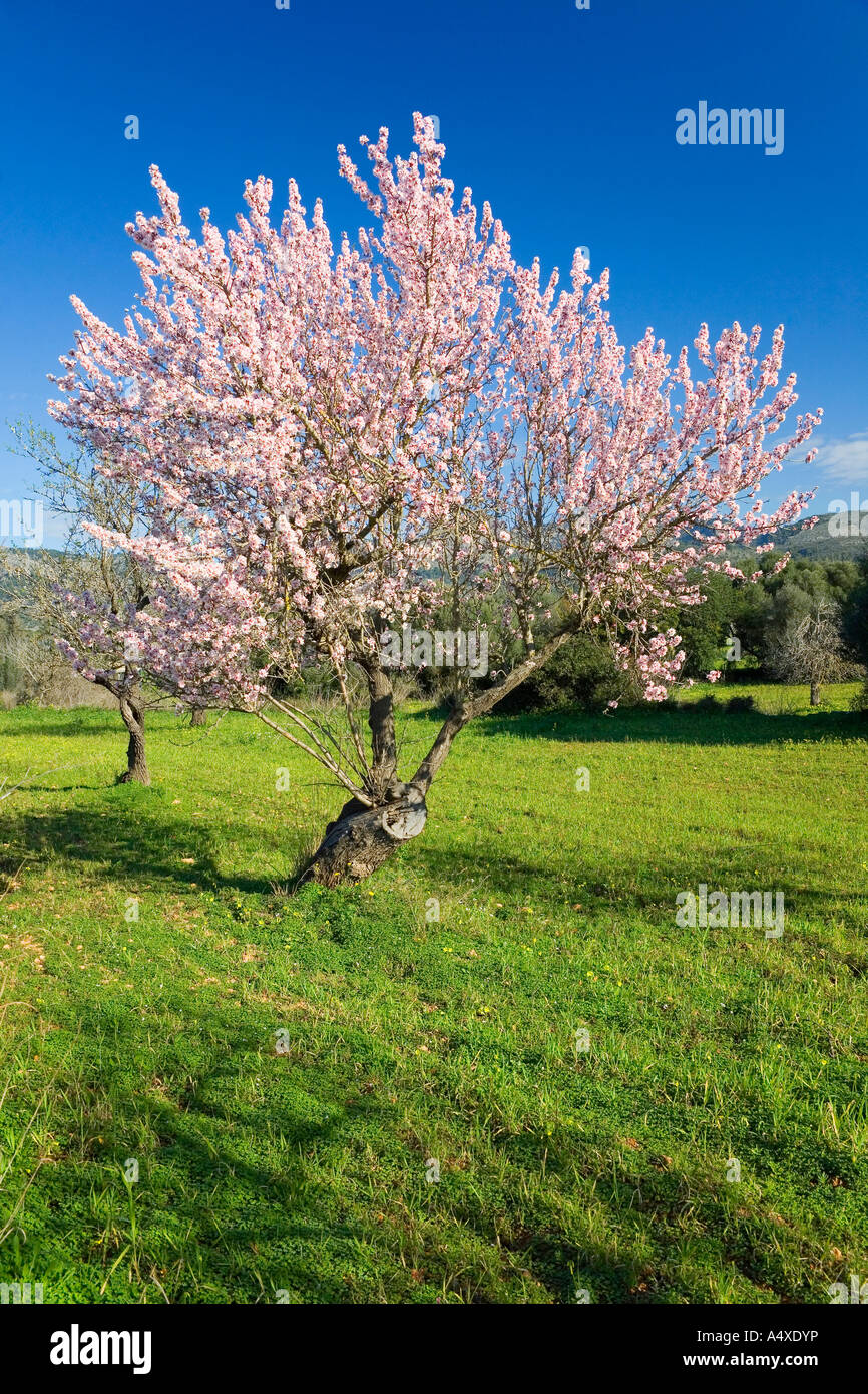 Ein blühender Mandelbaum, Mallorca, Balearen, Spanien Stockfoto