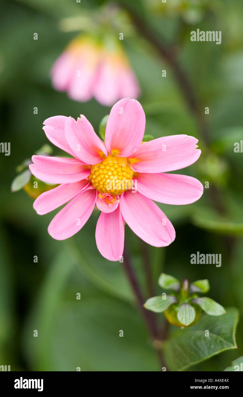 Eine rosa Dahlie Stockfoto