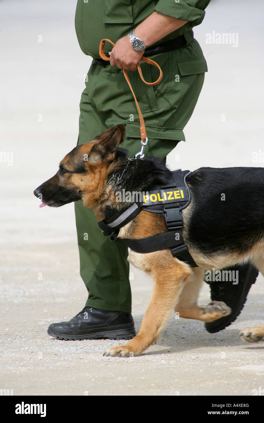 Ein deutscher Polizist zu Fuß mit seinem Polizeihund. Stockfoto
