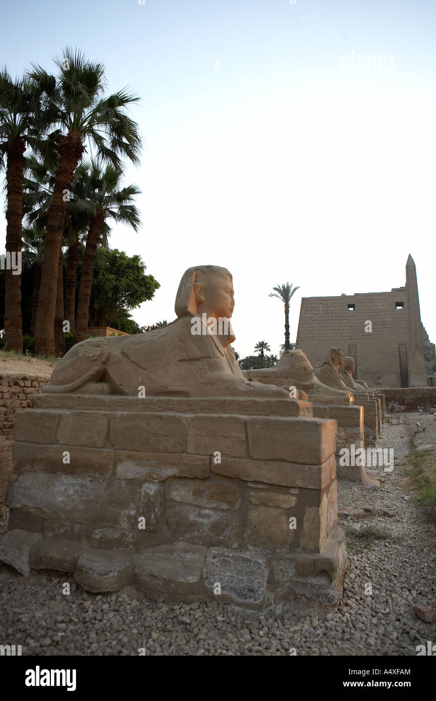 Allee der Sphinxe im Luxor-Tempel, Luxor, Ägypten Stockfoto
