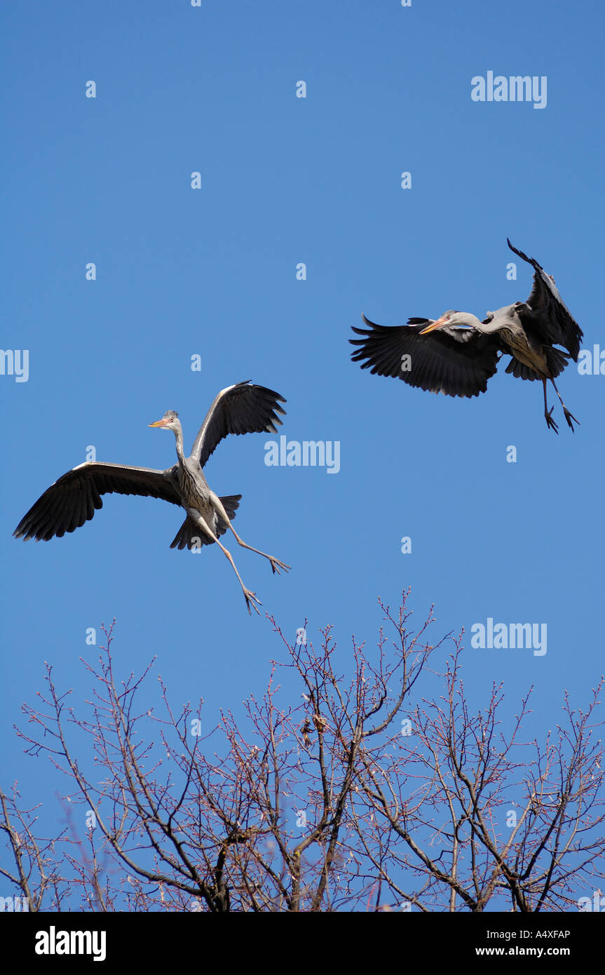 Graureiher (Ardea Cinerea) fliegen und streiten Stockfoto