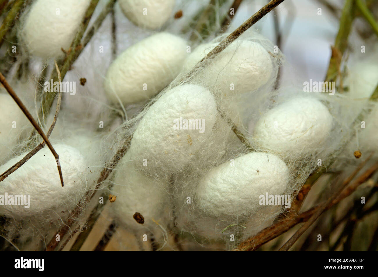 Kokons der Seidenraupe die Bombyx mori Stockfoto