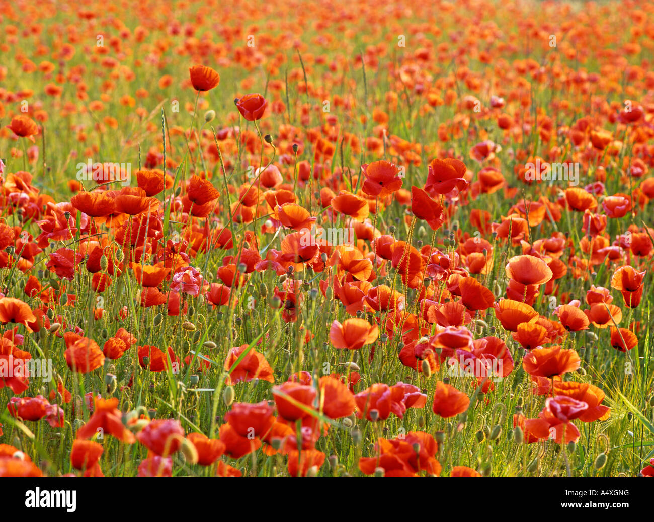 Blumen Mohn (Papaver rhoeas), Lower Austria, Austria Stockfoto