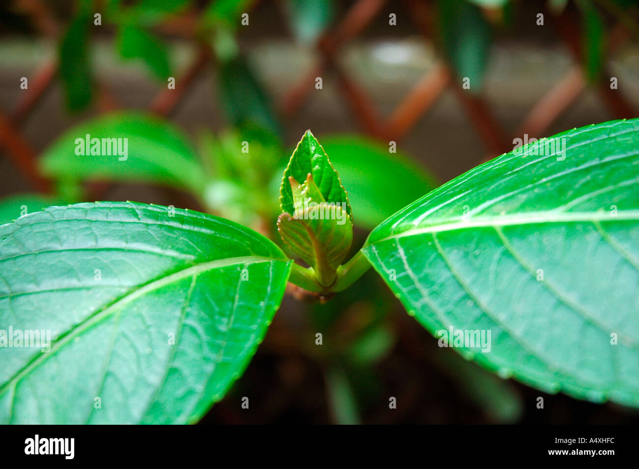 Hortensie-Shooting Stockfoto